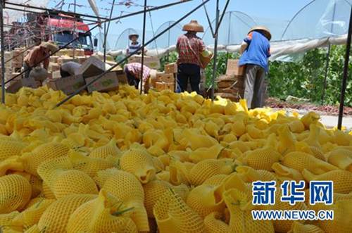 農(nóng)戶們?cè)诿β抵鵀楣芄咸拙W(wǎng)、裝箱?？祵帞z