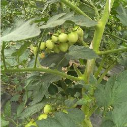 點(diǎn)擊查看大圖